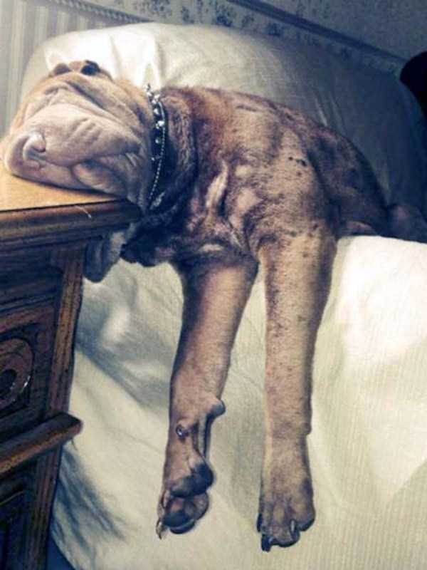 funny dogs sleeping anywhere 31