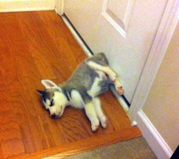 funny dogs sleeping anywhere 33