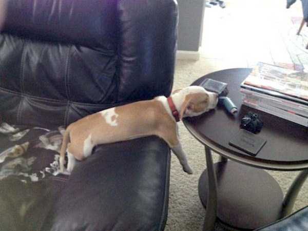 funny dogs sleeping anywhere 35