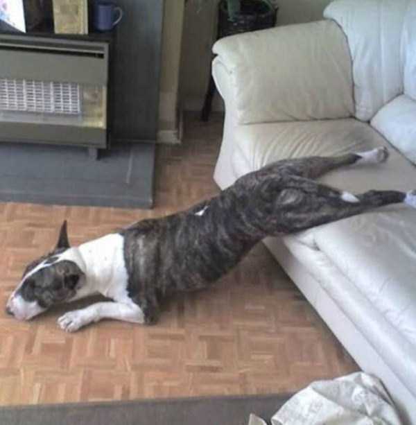 funny dogs sleeping anywhere 37