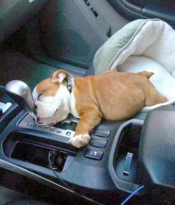 funny dogs sleeping anywhere 5