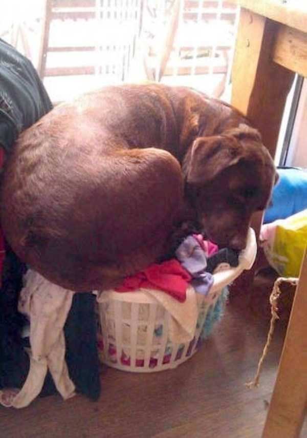 funny dogs sleeping anywhere 7
