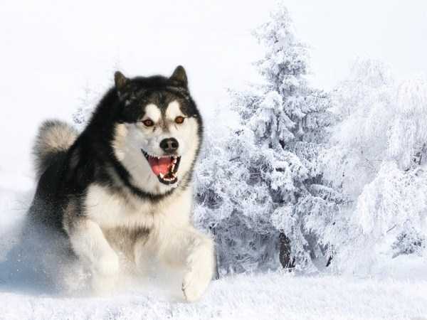 Siberian Huskies In All Their Beauty (35 photos)