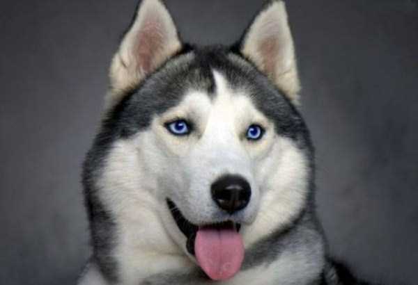 husky pictures 20