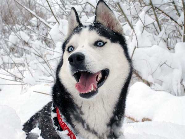 husky pictures 21