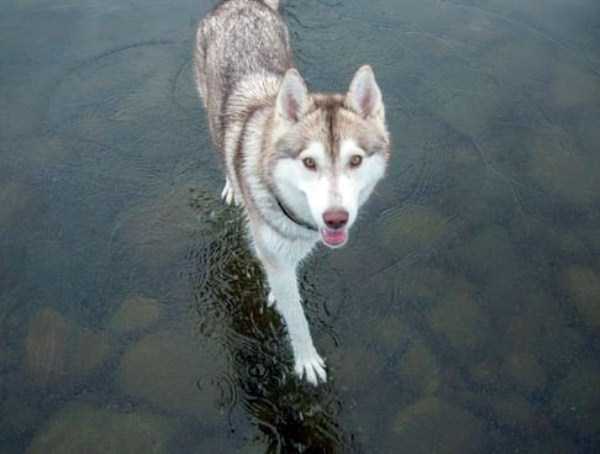husky pictures 25