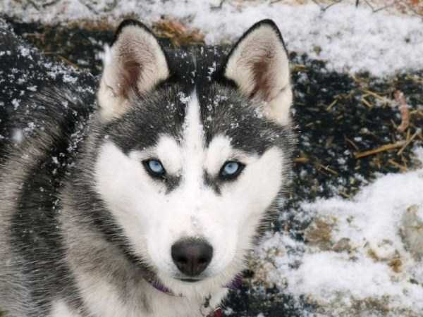 husky pictures 26