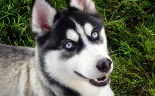 husky pictures 28