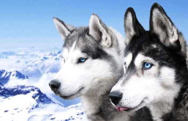 Siberian Huskies In All Their Beauty (35 photos)