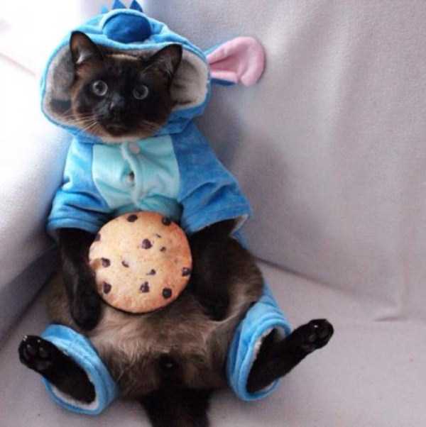Little Lenny is One Damn Cute Siamese Cat (25 photos)