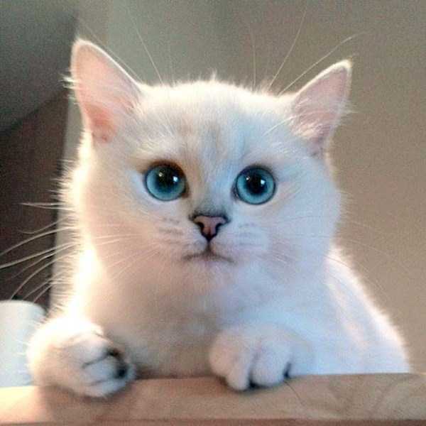 coby cat blue eyes 3