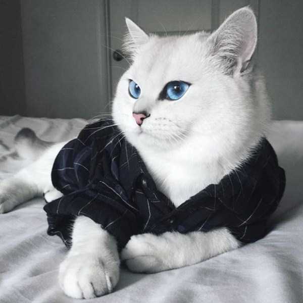 coby cat blue eyes 6