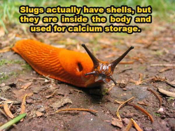 It’s Time for Some Cool and Interesting Facts – Part 33 (22 photos)