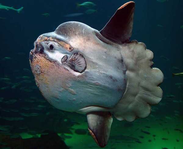 scary deep sea creatures 10