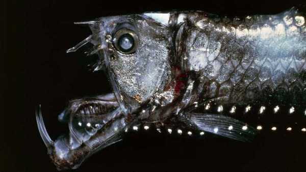 scary deep sea creatures 21