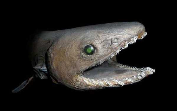 scary deep sea creatures 23