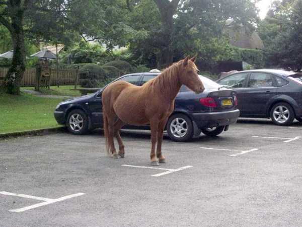funny parking situations 18