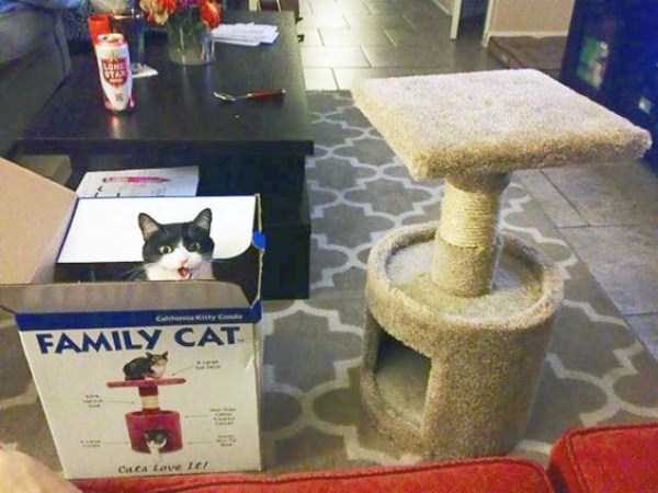 Cats and Logical Reasoning Do Not Go Hand in Hand (42 photos)