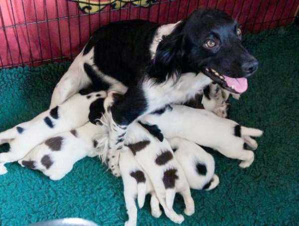 Insanely Patient Pets (30 photos)