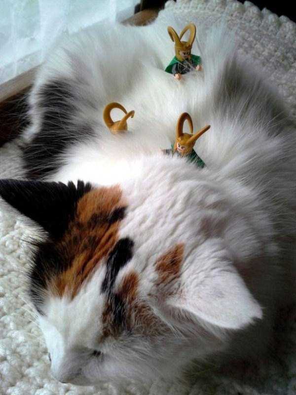 Insanely Patient Pets (30 photos)