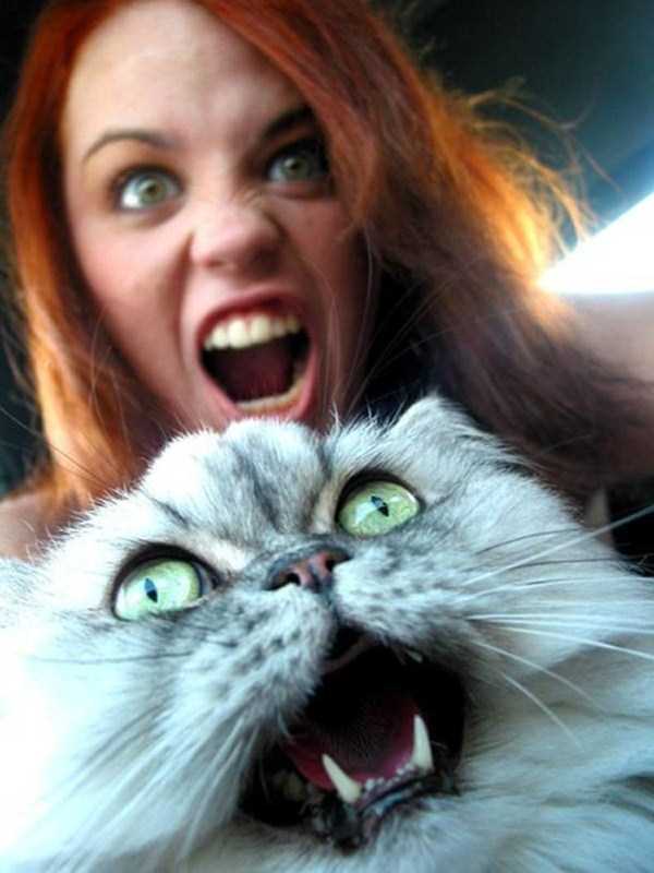 These Cats Dont Like To Be Photographed (35 photos)