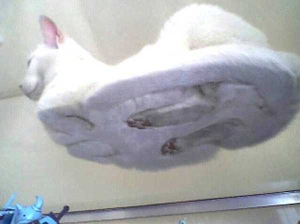 25 Fluffy Cats Sitting On Glass Tables (22 photos)