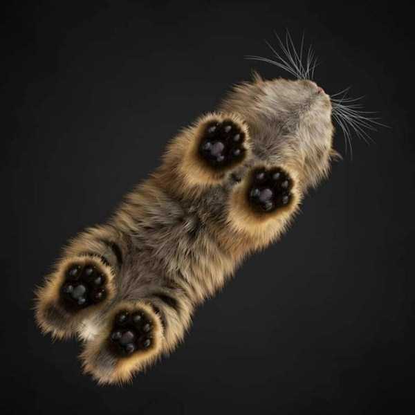 25 Fluffy Cats Sitting On Glass Tables (22 photos)