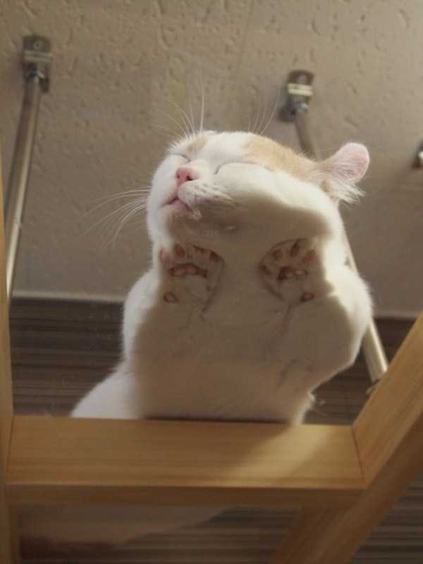 cats on glass 21