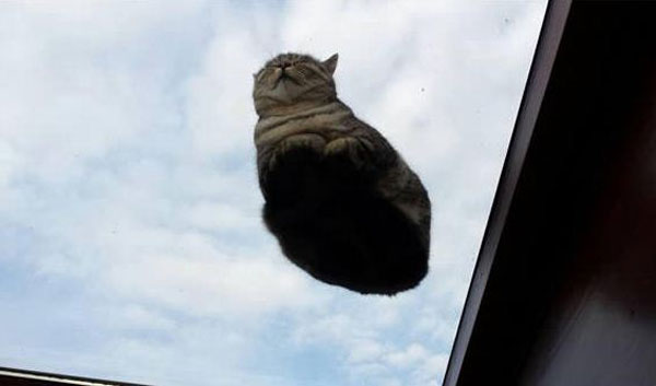 cats on glass 24