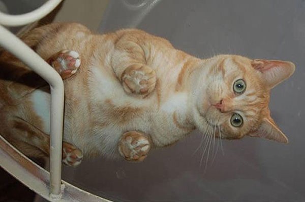 cats on glass 25