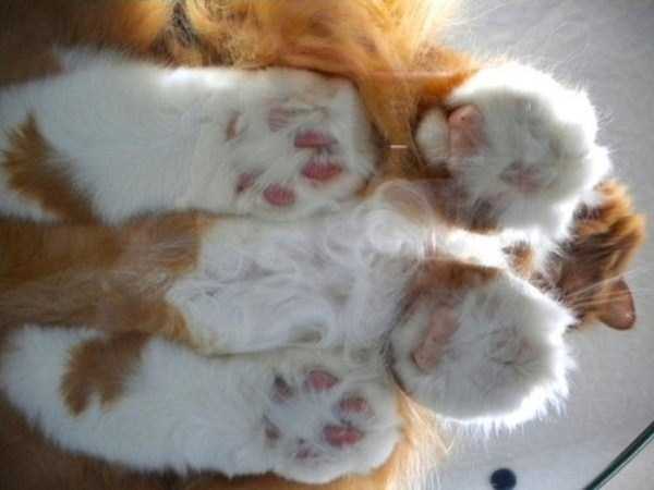 25 Fluffy Cats Sitting On Glass Tables (22 photos)