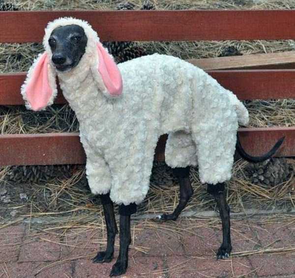 Dressed Animals: Ridiculous or Cute? (25 photos)