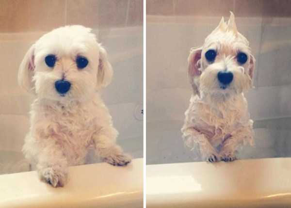 Cute Pets Before and After Water Treatment (48 photos)