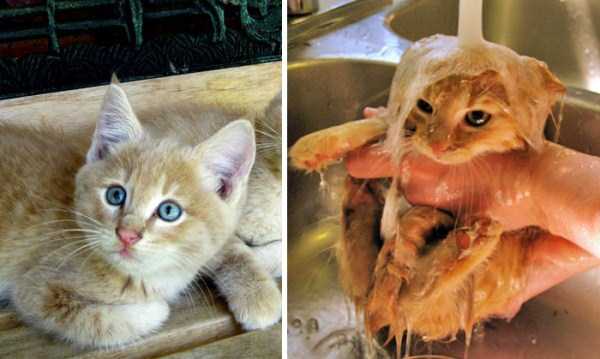 Cute Pets Before and After Water Treatment (48 photos)