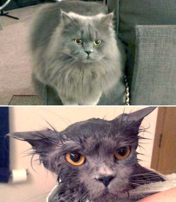 Cute Pets Before and After Water Treatment (48 photos)