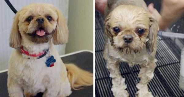 Cute Pets Before and After Water Treatment (48 photos)