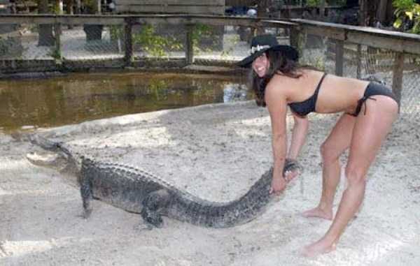 In Florida People and Alligators Live Side by Side (25 photos)