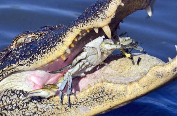Mildly Disturbing Pictures of Animals Eating Other Animals (35 photos)