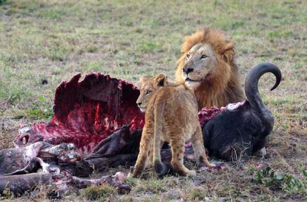 Mildly Disturbing Pictures of Animals Eating Other Animals (35 photos)