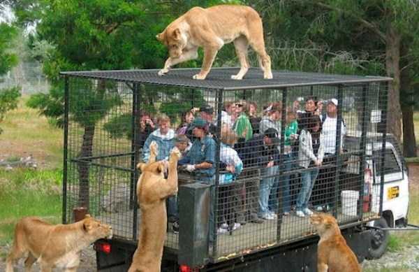 The Zoo Where People Are Caged (12 photos)