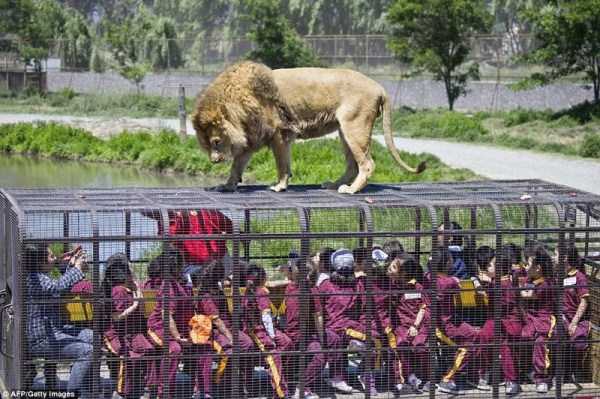 The Zoo Where People Are Caged (12 photos)