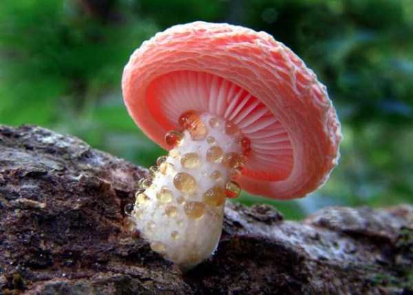 colorful mushrooms 1
