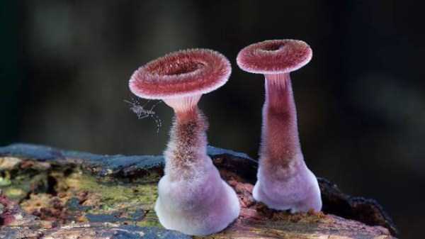 colorful mushrooms 24