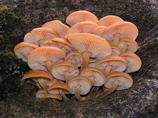 colorful mushrooms 32