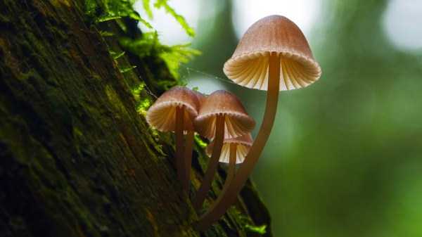 Mesmerizing World of Colorful Mushrooms (40 photos)