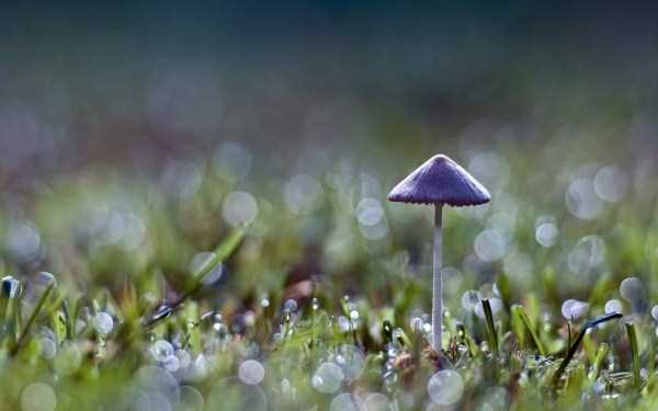 Mesmerizing World of Colorful Mushrooms (40 photos)