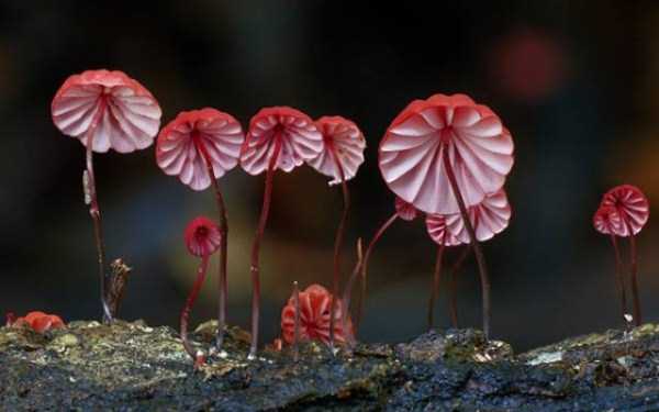Mesmerizing World of Colorful Mushrooms (40 photos)