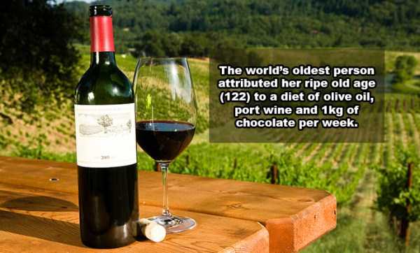 21 Fun Wine Facts (21 photos)