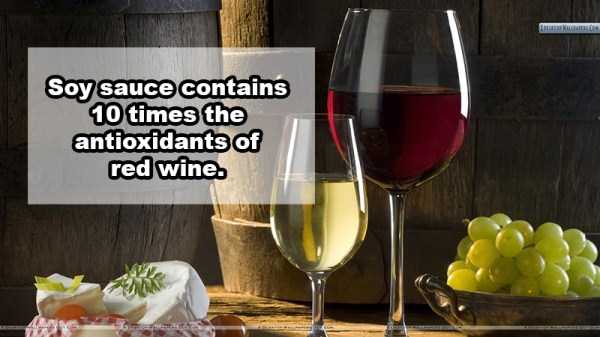 21 Fun Wine Facts (21 photos)