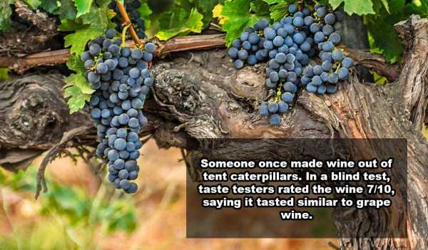 21 Fun Wine Facts (21 photos)